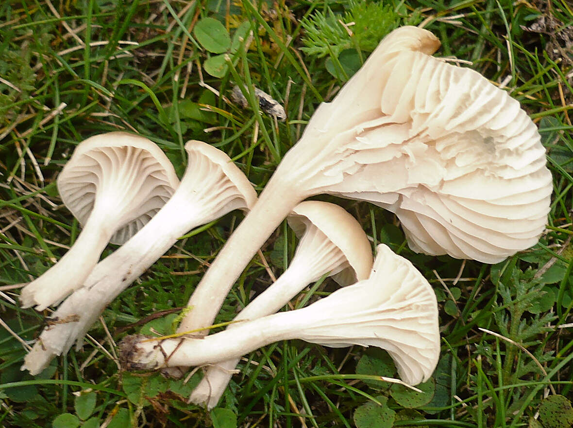Image of Snowy Waxcap