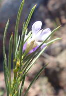 Image of Psoralea sordida