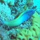 Image of Red Sea Mimic Blenny