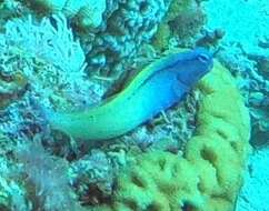 Image of Red Sea Mimic Blenny