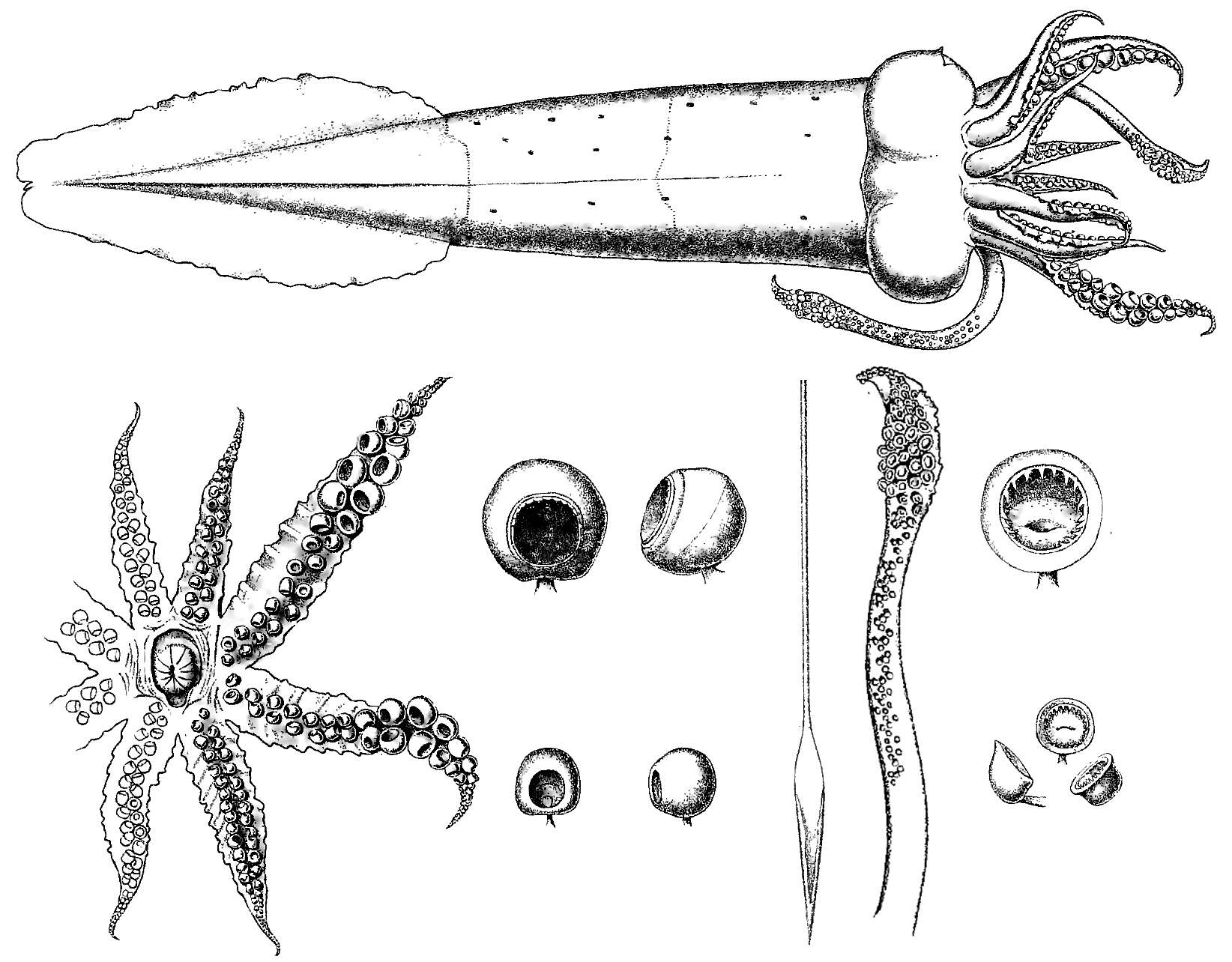 Image of Atlantic cranch squid