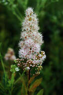 Image of white meadowsweet