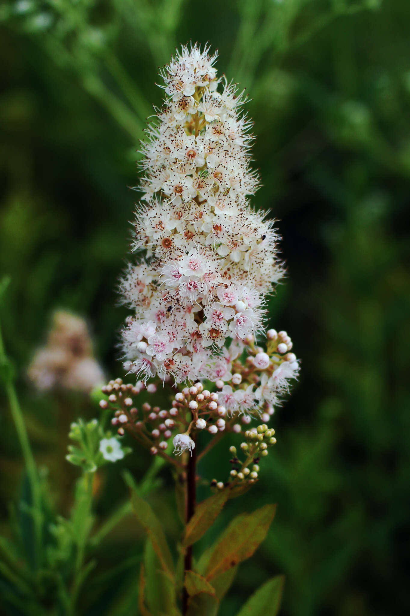 Imagem de Spiraea alba Du Roi