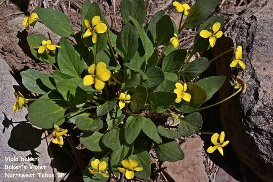 Image of Baker's violet