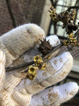 Image of Spiny Witch-Hazel Gall Aphid