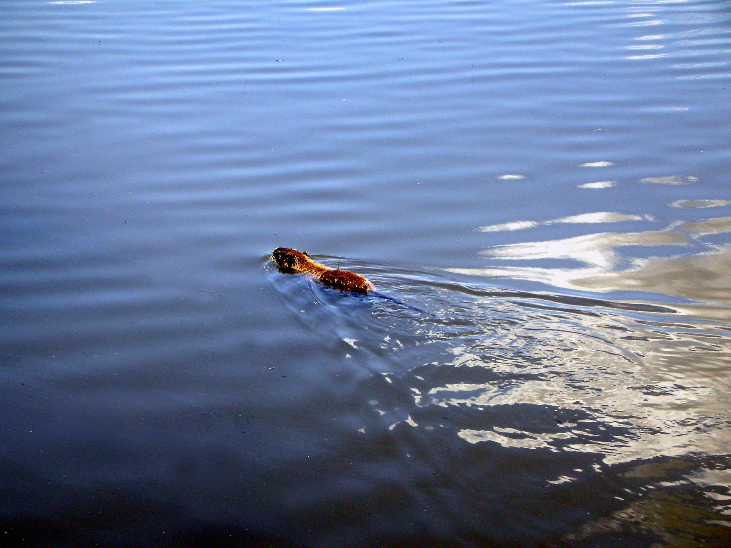 Image of River Rats