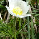 Image of Pulsatilla alpina subsp. alpina