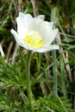 Pulsatilla alpina subsp. alpina resmi