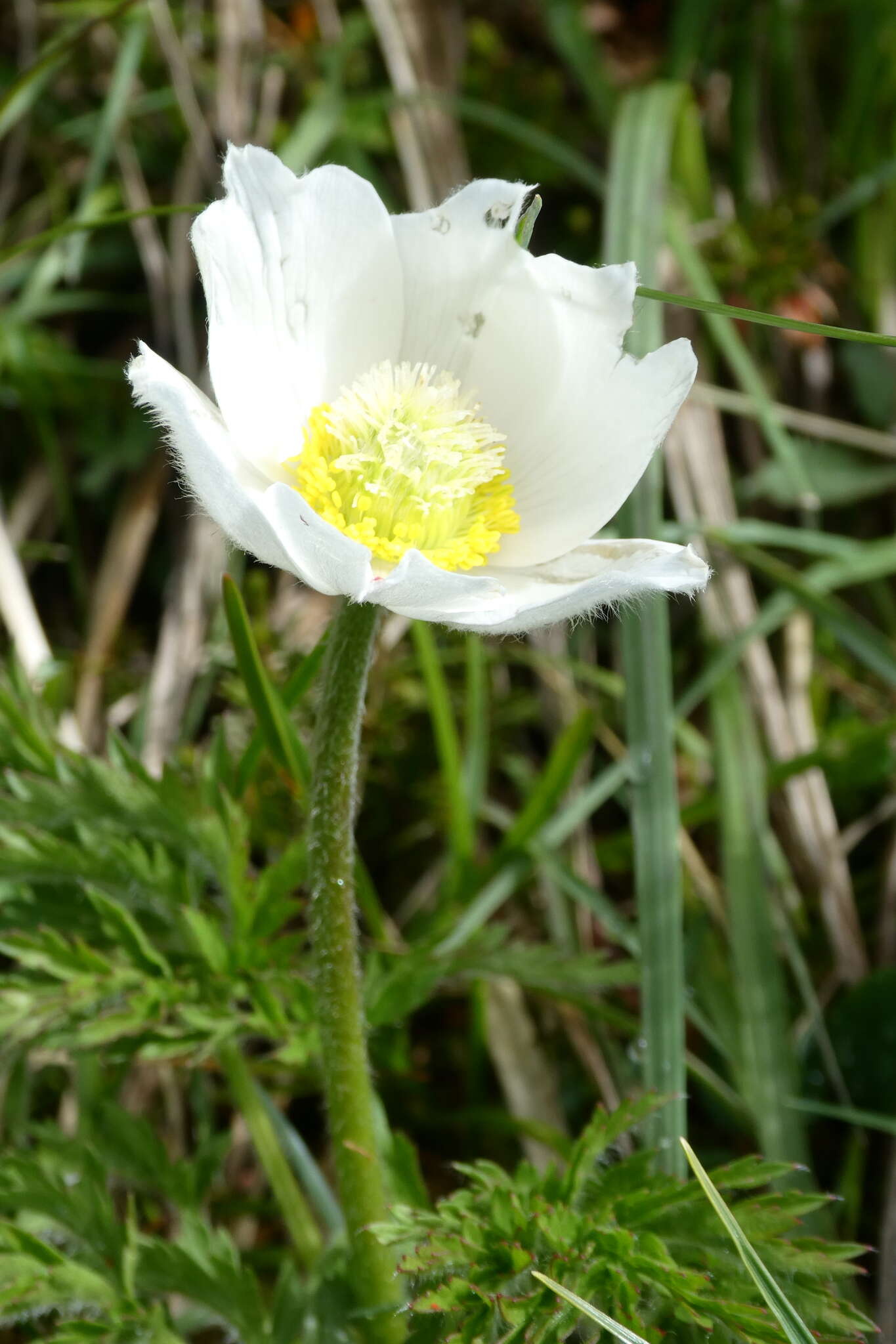 Sivun Pulsatilla alpina subsp. alpina kuva