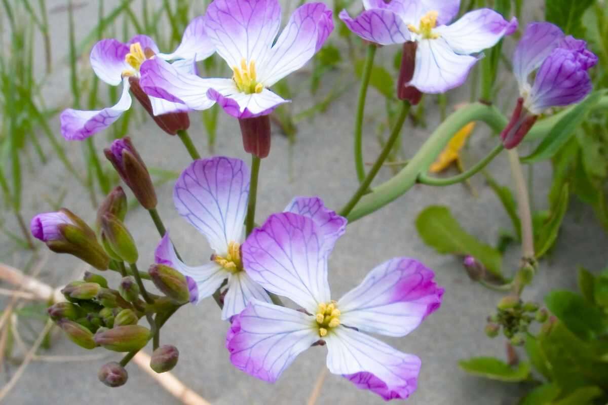 Image of cultivated radish