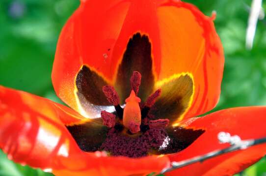 Image of Tulipa agenensis Redouté