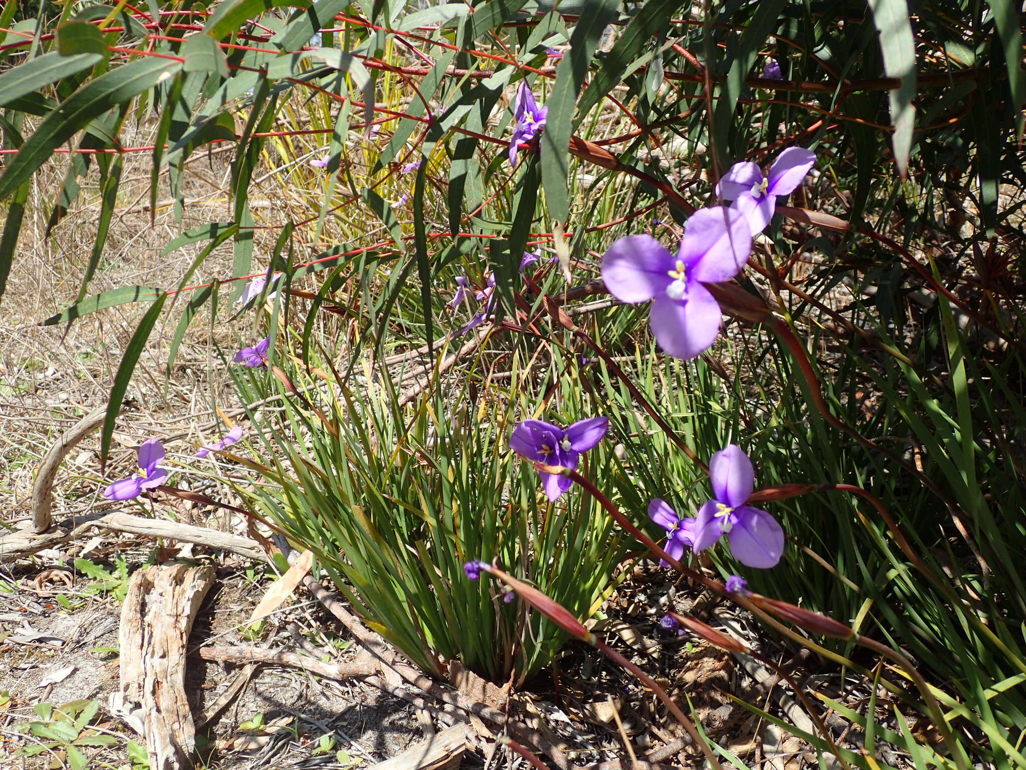 Image of Purple Flag