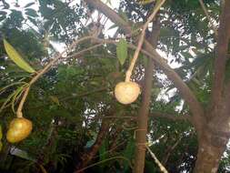 Image of custard apple