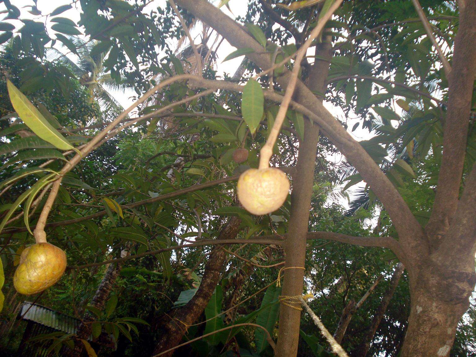 Image of custard apple