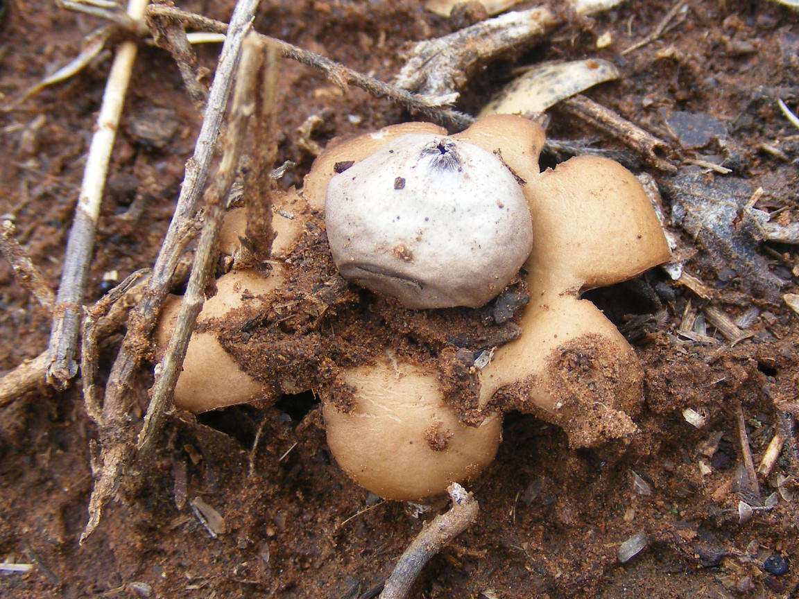 Image of Sessile Earthstar