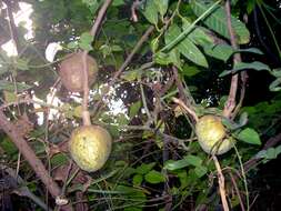 Слика од Annona reticulata L.