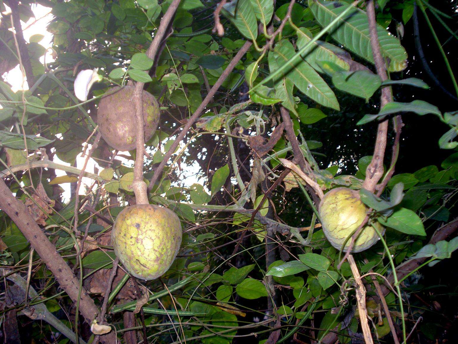 Imagem de Annona reticulata L.