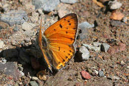 Image de Lycaena asabinus (Herrich-Schäffer (1851))