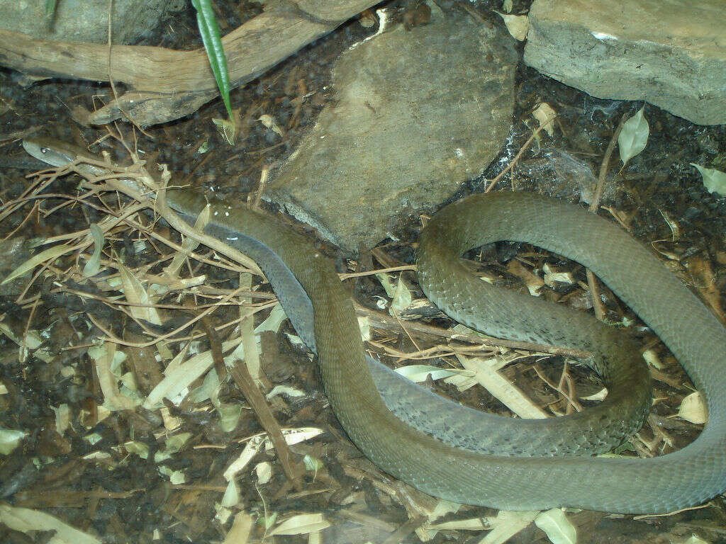 Image of Black Mamba