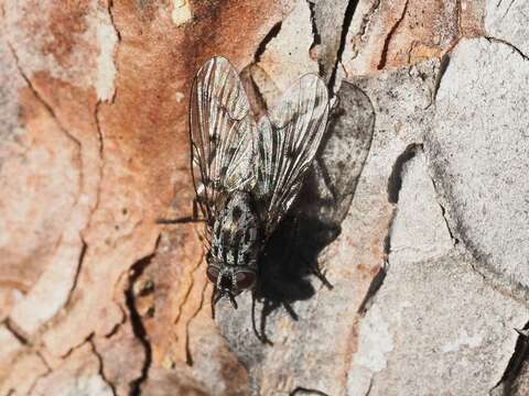 Image de Phaonia trimaculata (Bouche 1834)