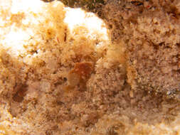 Image of Dwarf Frogfish