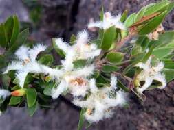 Image de Pentachondra involucrata R. Br.