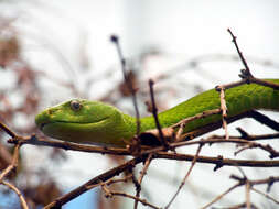 Imagem de Dendroaspis angusticeps (A. Smith 1849)