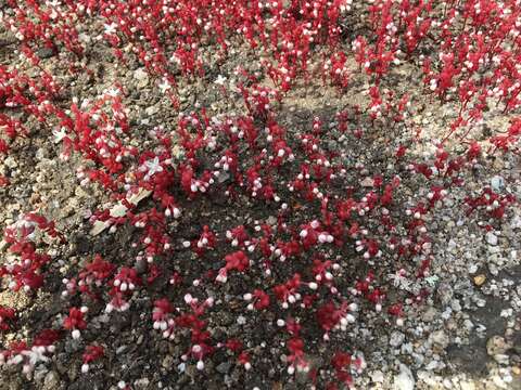 Image of Elf Orpine