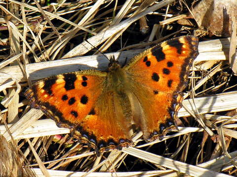 Nymphalis polychloros Linnaeus 1758 resmi