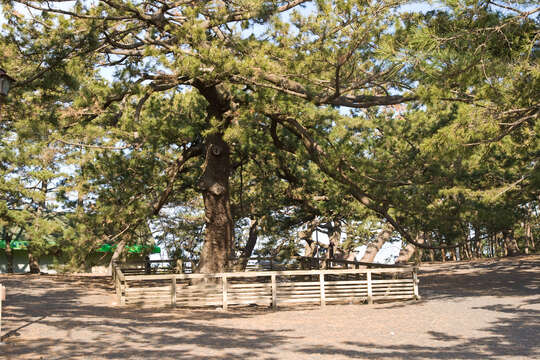 Image of Japanese Black Pine