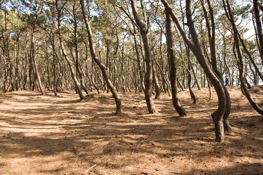 Image of Japanese Black Pine