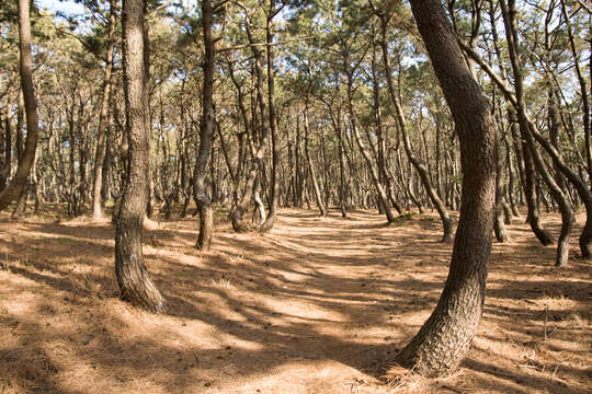 Image of Japanese Black Pine