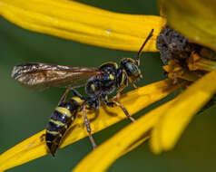 Image of Gorytes atricornis Packard 1867