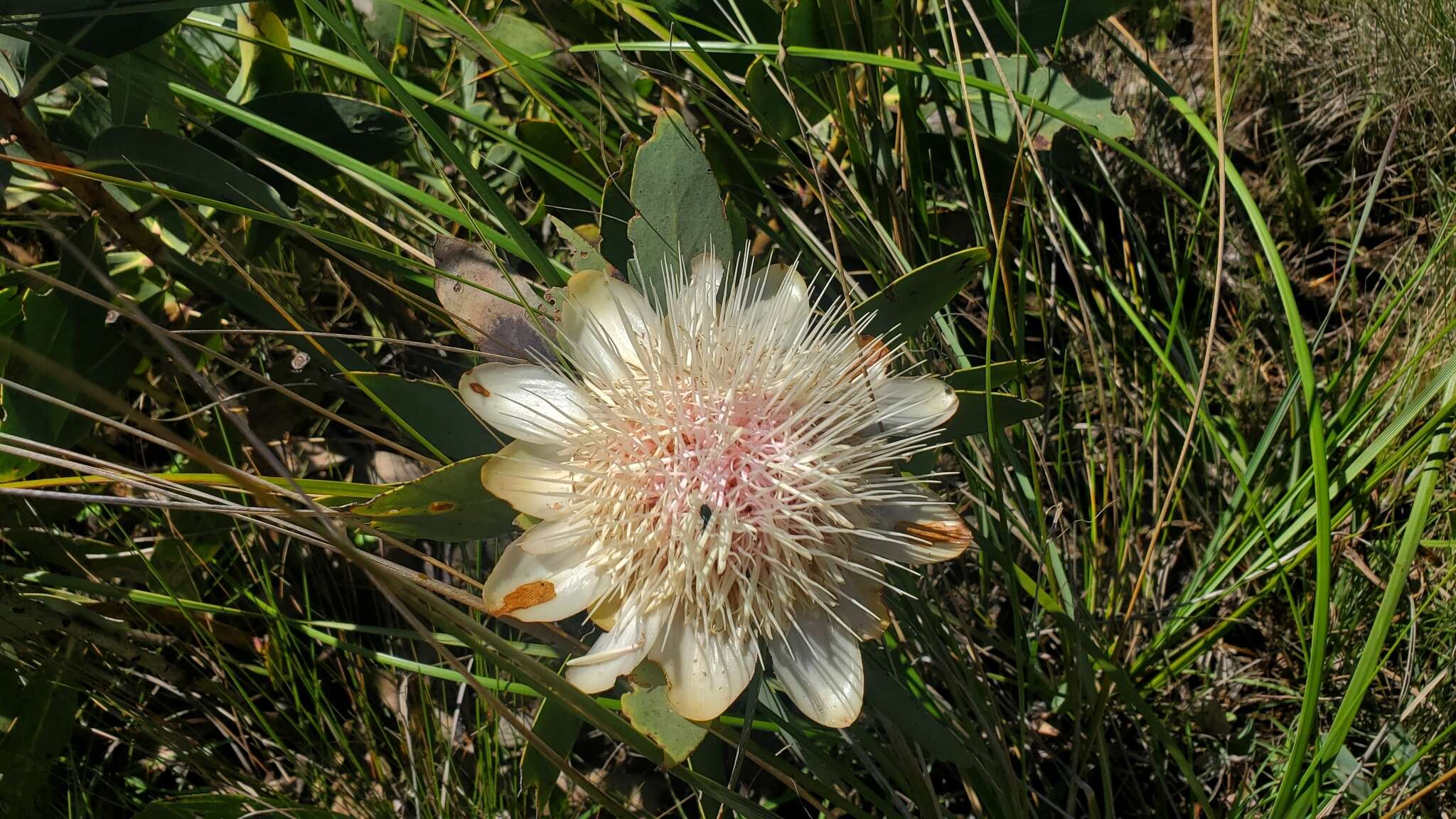 Image of Nyanga protea