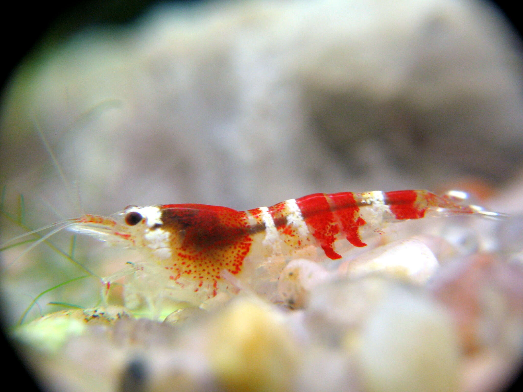 Image of Caridina cantonensis