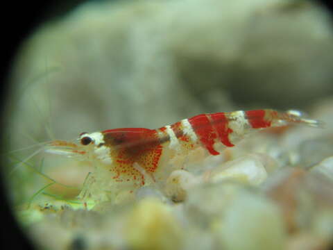 Image of Caridina cantonensis