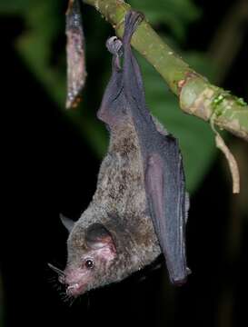 Image of Commissaris's Long-tongued Bat