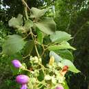 Image de Amphilophium paniculatum (L.) Kunth