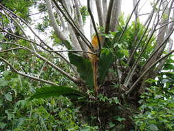 Image of Anthurium salvinii Hemsl.