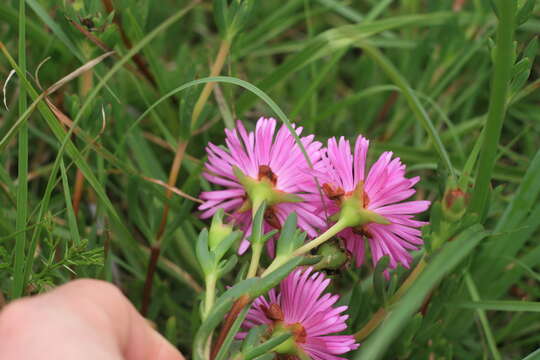 Image of Lampranthus lavisii (L. Bol.) L. Bol.