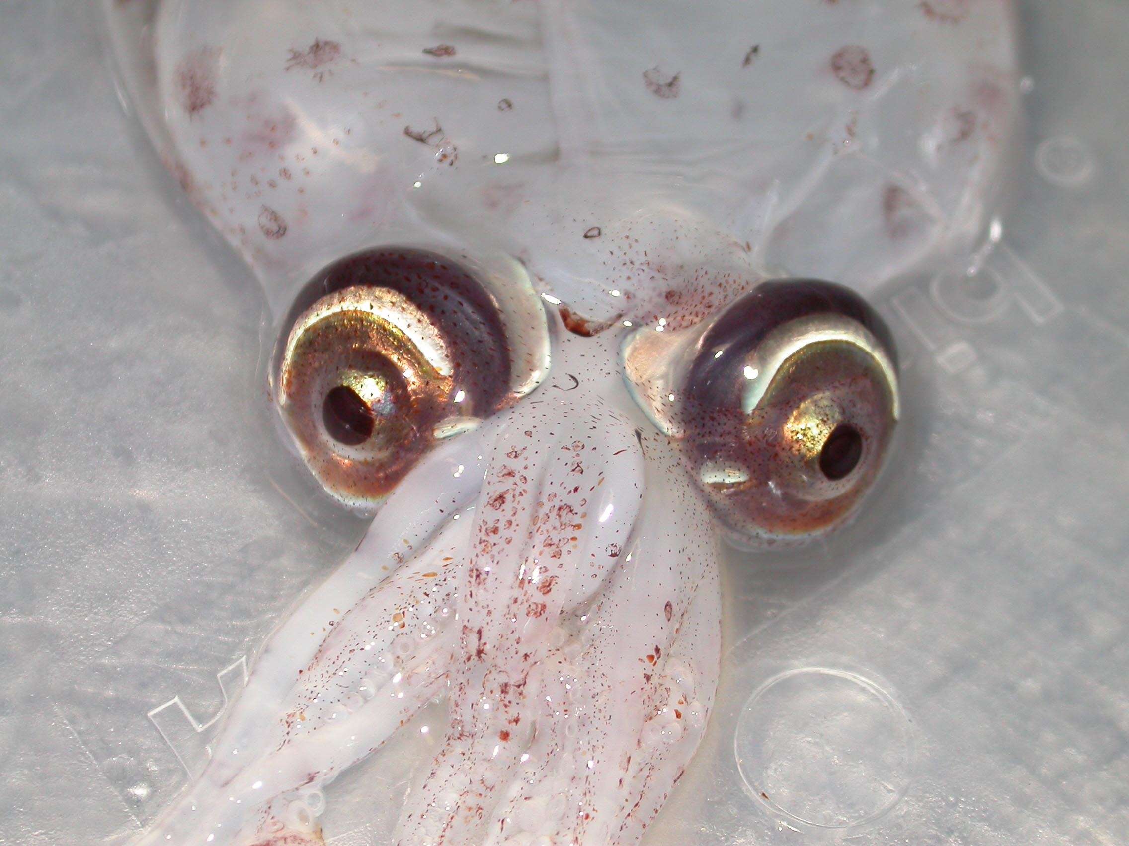Image of Atlantic cranch squid
