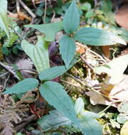 Слика од Clematis leschenaultiana DC.