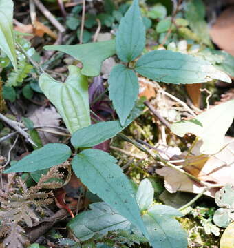 Imagem de Clematis leschenaultiana DC.