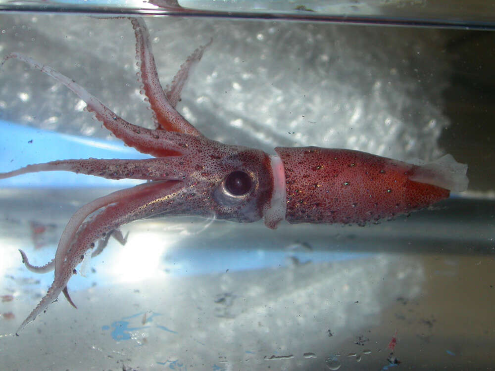 Image of jewel squid