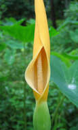 Image of Wild Taro