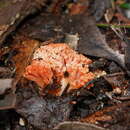 Ramaria botrytoides (Peck) Corner 1950 resmi