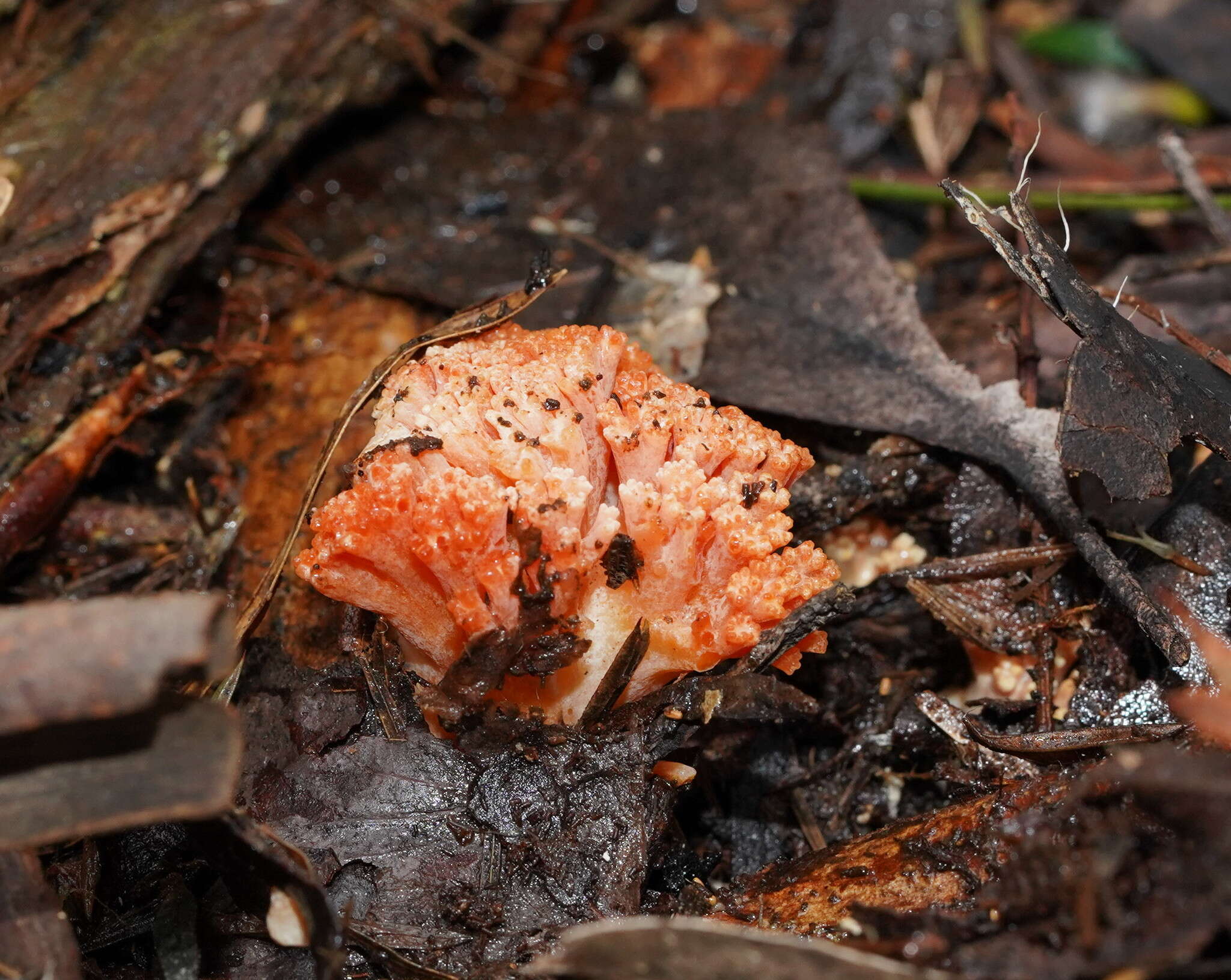 Image de Ramaria botrytoides (Peck) Corner 1950