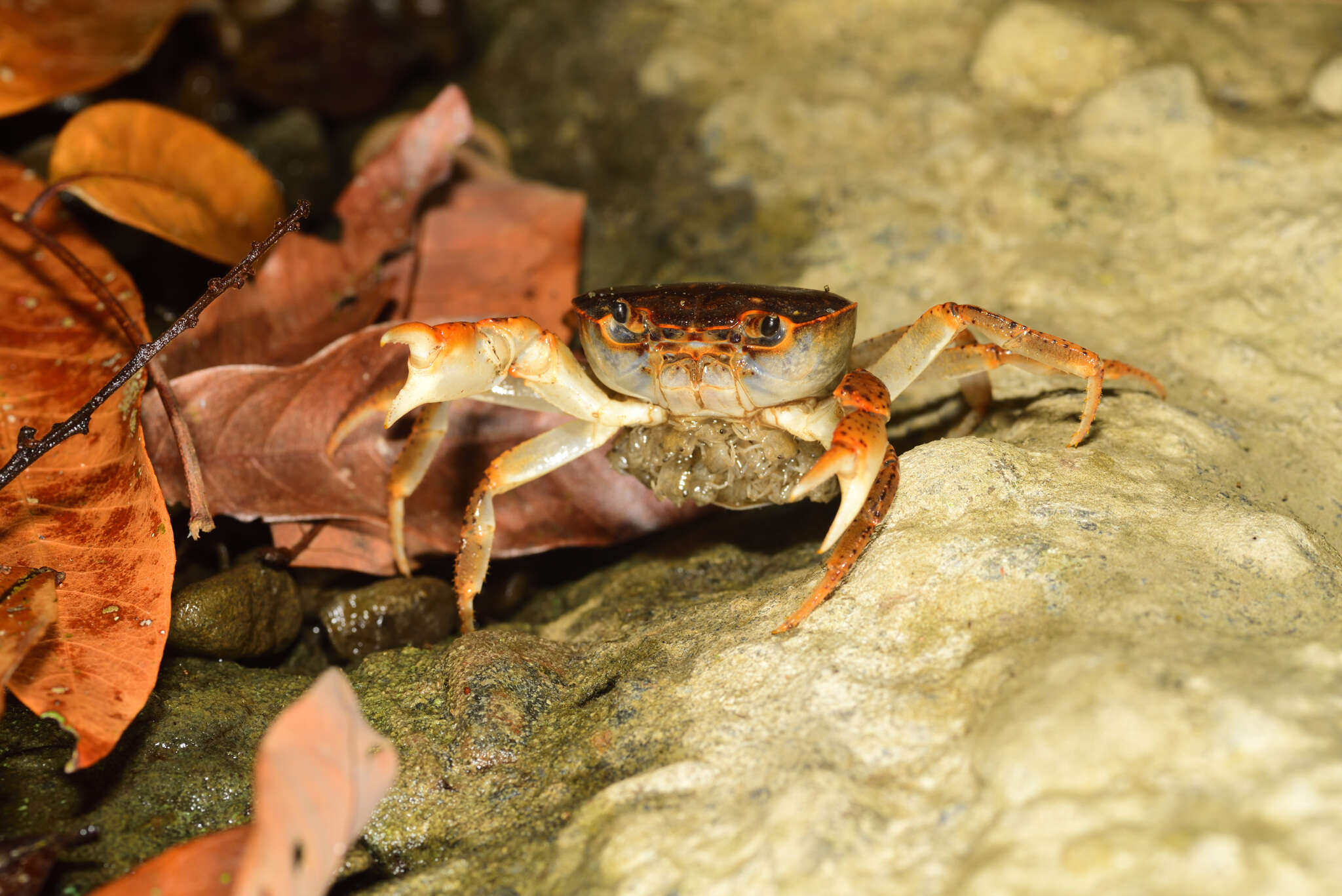 Image of Geothelphusa tsayae Shy, Ng & Yu 1994