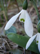 Image of giant snowdrop