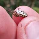 Image of Silver orb spider